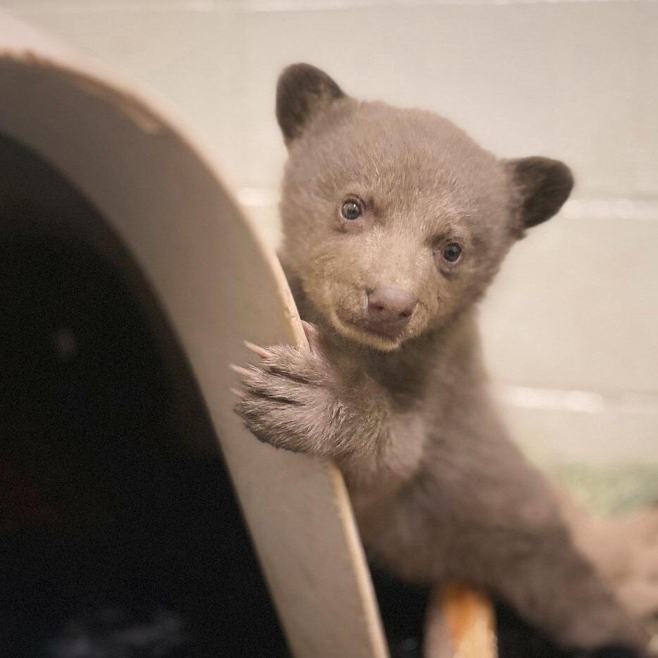 Orphaned cub finds comfort in a teddy bear and costumed caregivers
